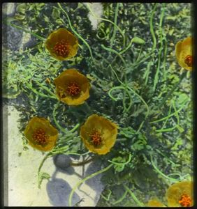 Image of Arctic Poppies, Detail